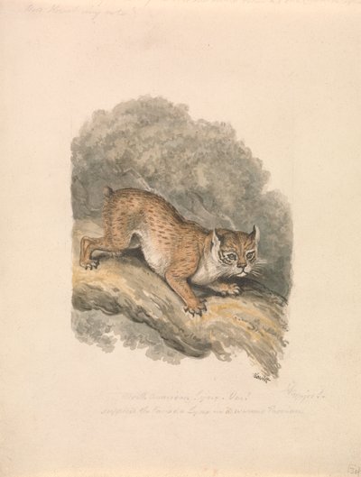 Lince norte-americano de Samuel Howitt