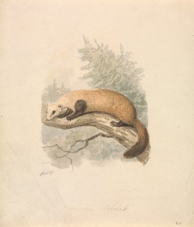 Polecat de Samuel Howitt