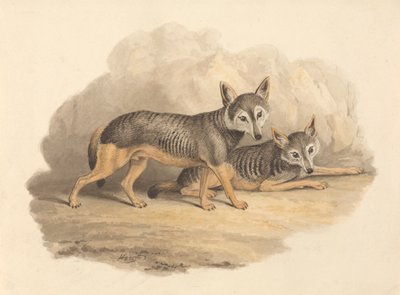 Duas Hienas de Samuel Howitt