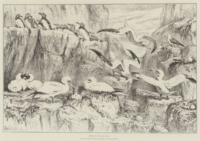 Pássaros no Bass Rock, no Museu de História Natural, South Kensington de Samuel John Carter