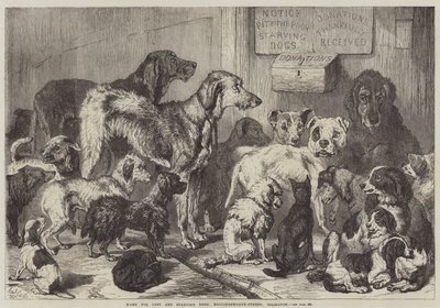 Casa para cães perdidos e famintos, Hollingsworth-Street, Islington de Samuel John Carter