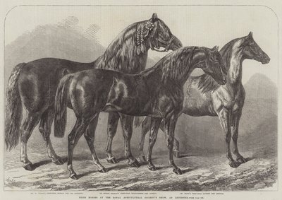 Prêmio cavalos na mostra da Royal Agricultural Society, em Leicester de Samuel John Carter