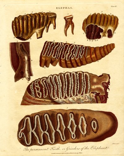 Os dentes permanentes; ou moedores do elefante de Samuel John Neele