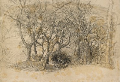 Estudo das Árvores, Clovelly Park, 1834 de Samuel Palmer