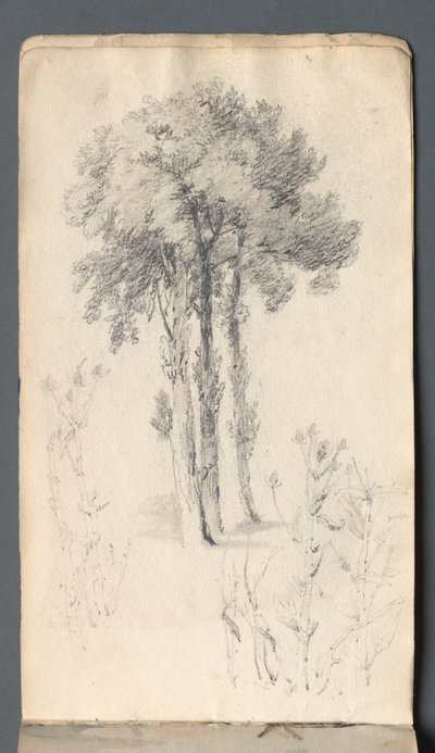 Caderno de rascunhos: estudo de árvores de Samuel Prout