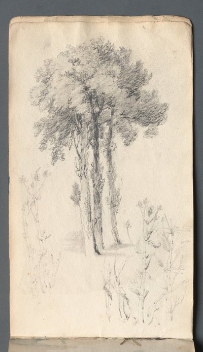 Sketchbook: Tree Study, 1814. de Samuel Prout