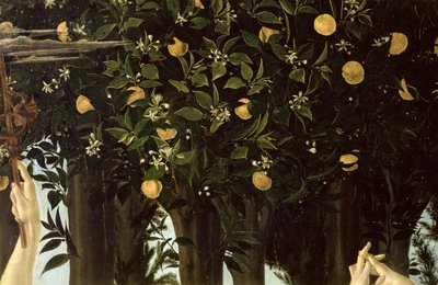 Primavera, detalhe da laranjeira, c.1478 têmpera no painel de Sandro Botticelli