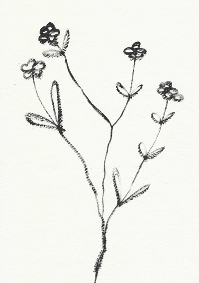 Desenho botânico minimalista de Santhosh ch