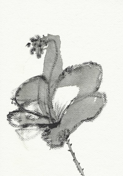 Estudo floral monocromático de Santhosh ch