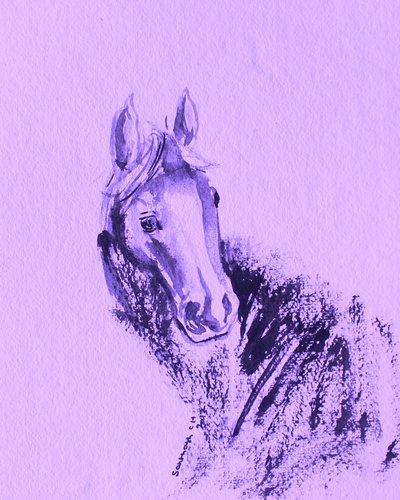 Retrato de cavalo roxo de Santhosh ch
