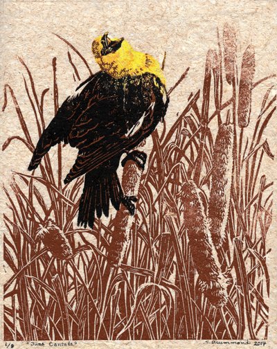Cantata de taboa, 2017 (xilogravura) de Sarah Drummond