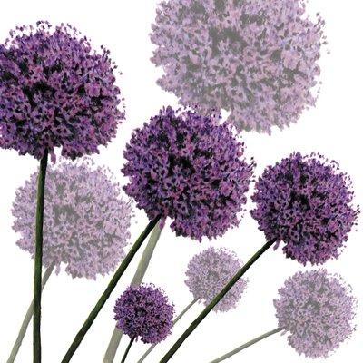 Allium Fernandez, 2004 (digital) de Sarah Hough