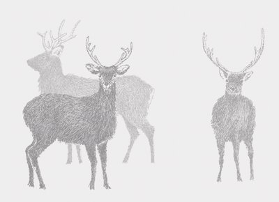 Sika Deer, 2017 de Sarah Hough