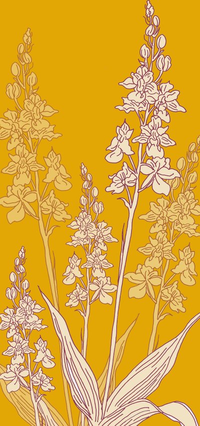 Orquídea Aranha, 2017 de Sarah Hough