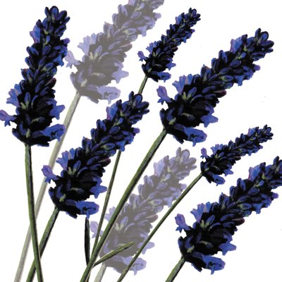 Sweet Lavender, 2004 (digital) de Sarah Hough