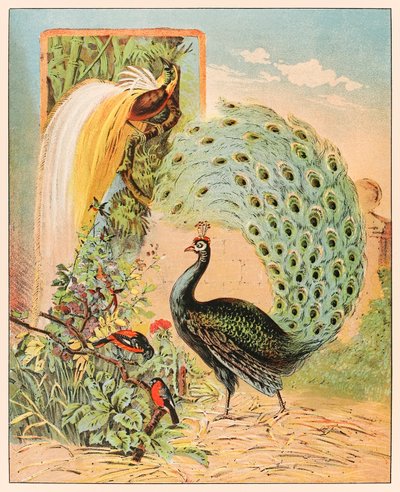 Um pavão entre outras aves exóticas no aviário do Circo Barnum & Bailey de P.T. Barnum