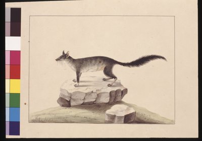 Página 10. Tapoa Tafa. Agora conhecido como Phascogale de cauda de escova, c.1789-90 (aguarela). de Sarah Stone