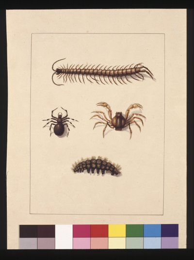Página 11. Insectos de Nova Gales do Sul. Agora conhecido como Centopeia Comum, gênero Aranha Isopeda, Caranguejo Soldado, Lagarta, c.1789-90 (aquarela) de Sarah Stone