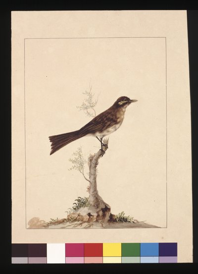 Página 14. Apanhador de moscas de orelha amarela. Agora conhecido como Apanhador de Mel de Cara Amarela, c.1789-90 (aguarela) de Sarah Stone