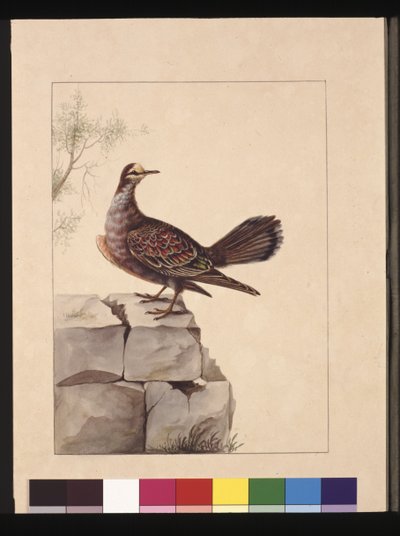 Página 15. Pombo Alado Dourado. Agora conhecido como Pombo de Bronzewing da Floresta, c.1789-90 (aguarela). de Sarah Stone