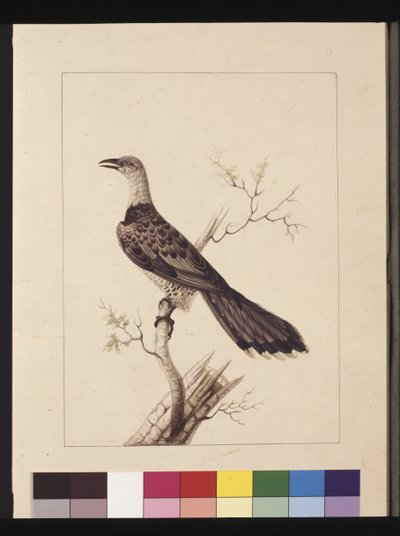 Página 1. Anomalous Hornbill: Assinado por I. C. Sarah Smith. Agora conhecida como Channel-billed Cuckoo, c.1789-90 (aquarela) de Sarah Stone