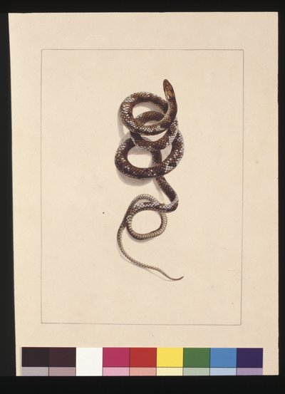 Página 20. Serpente No.1. Agora conhecida como Cobra Castanha, c.1789-90 (aguarela) de Sarah Stone