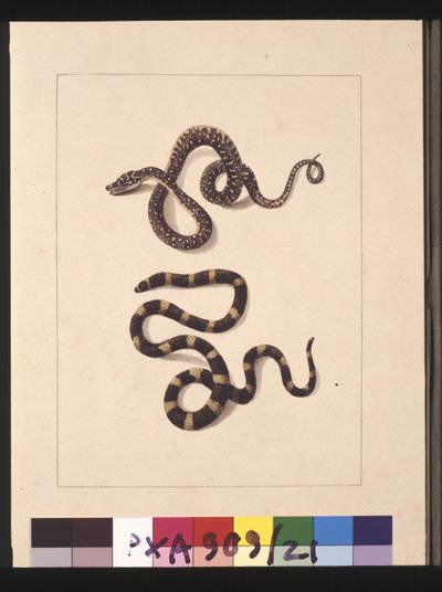 Página 21. Serpentes No. 1 & No.2. Agora conhecida como cobra diamante jovem & Bandy bandy, c.1789-90 (aguarela) de Sarah Stone