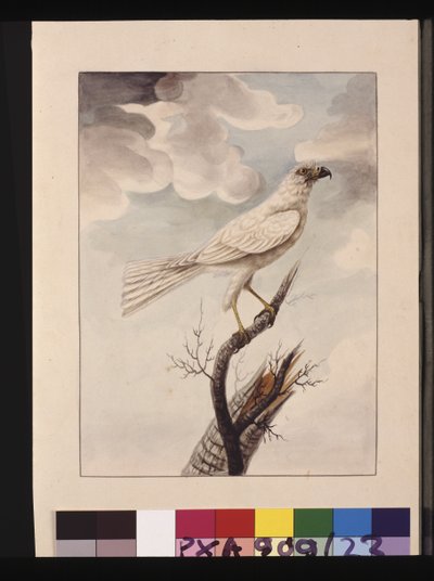 Página 23. Hawke Branco. Agora conhecido como Goshawk Cinzento, c.1789-90 (aguarela) de Sarah Stone