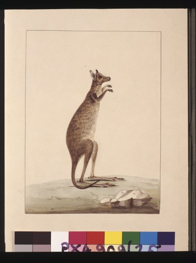 Página 25. Um canguru. Agora conhecido como um canguru. Parece ser uma cópia Sarah Stone de uma placa de Charles Catton Junr., c.1789-90 (aquarela). de Sarah Stone