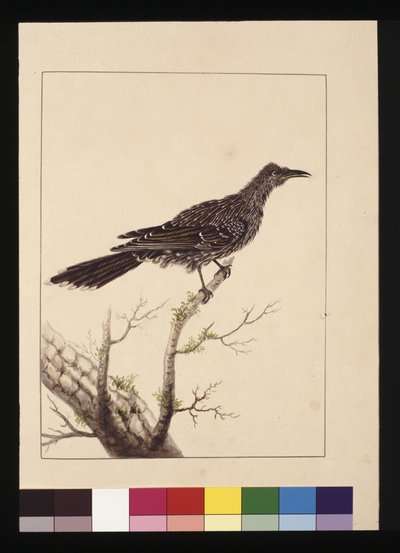 Página 26. Comedor de Abelhas Wattled Bee fêmea. Agora conhecida como uma pequena ave aquática, c.1789-90 (aguarela) de Sarah Stone