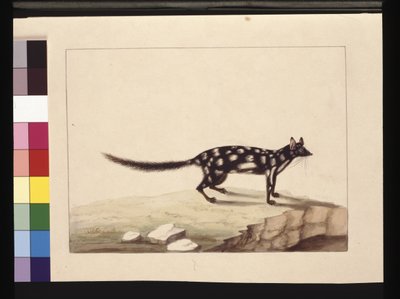 Página 28. Um Tapoa Tafa. Agora conhecido como um Dasyurus quoll. Parece ser uma cópia Sarah Stone de uma placa de Charles Catton Junr., c.1789-90 (aquarela). de Sarah Stone