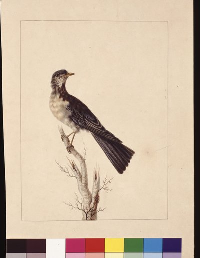 Página 29. Port Jackson Thrush. Agora conhecido como um tordo cinzento malhado de codorniz?, c.1789-90 (aguarela) de Sarah Stone