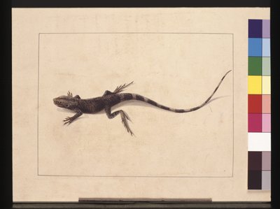 Página 31. Lagarto assassinado. Agora conhecido como um Dragão Árvore, c.1789-90 (aguarela) de Sarah Stone