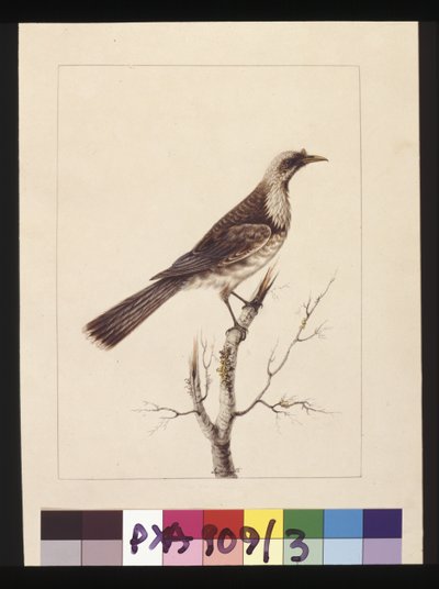 Página 3. Knob, Fronted Bee Eater: Assinado por L.C. Sarah Smith. Agora conhecida como ave frade, c.1789-90 (aguarela) de Sarah Stone