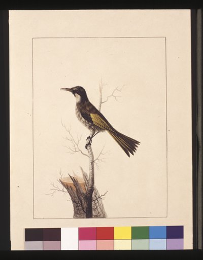 Página 5. New Holland Creeper. Agora conhecido como comedor de mel de bochechas brancas, c.1789-90 (aguarela) de Sarah Stone