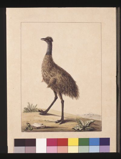 Página 7. New Holland Cassowary. Agora conhecido como Emu, c.1789-90 (aguarela). de Sarah Stone