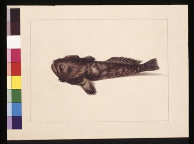 Página 8. O duvidoso Lophius. Agora conhecido como um Peixe Sapo, c.1789-90 (aguarela) de Sarah Stone