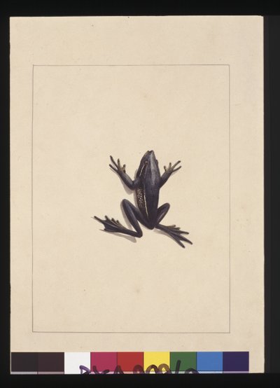 Página 9. Sapo Azul. Agora conhecido como Sapo Verde, c.1789-90 (aguarela) de Sarah Stone