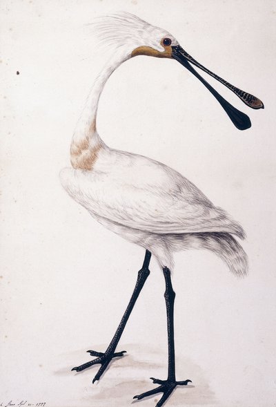 Colhereiro, 1777 de Sarah Stone