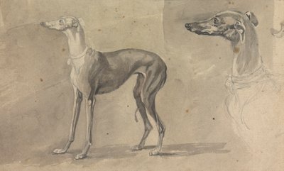 Um Galgo Cinzento de Sawrey Gilpin