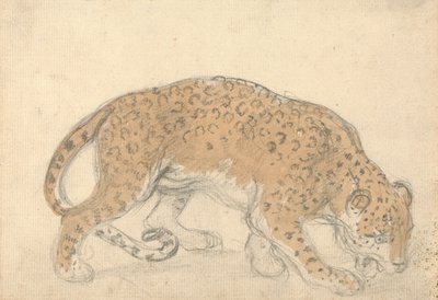 Estudo de um leopardo de Sawrey Gilpin