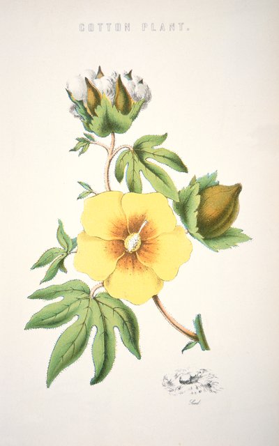 Uma planta de algodão (cor litho) de School American
