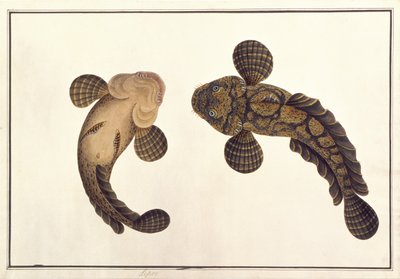 Lepoo, de "Desenhos de Animais, Insectos e Répteis de Malaca", c.1805-18 (guache e aguarela sobre papel) de School Chinese