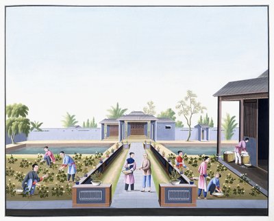 Picking the Cotton, c.1800 (desenhos a guache em papel pesado nativo) de School Chinese