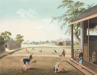 Produção de chá, c. 1820 (aguarela e tinta dourada sobre seda aplicada sobre papel) de School Chinese