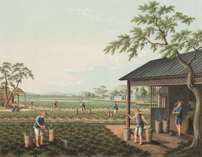 Produção de chá, c. 1820 (aguarela e tinta dourada sobre seda aplicada sobre papel) de School Chinese