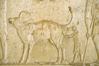 Antigo Egipto, Escultura/Pintura mural, Túmulo de Petosiris, Tuna Gabel, Tuna el Gebel, 300 a.C., Ajudar uma vaca a dar à luz (foto) de School Egyptian