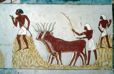 Luxor, Tebas: Túmulos dos nobres: o túmulo de Nakht. Cena agrícola. Vale dos Nobres. de School Egyptian