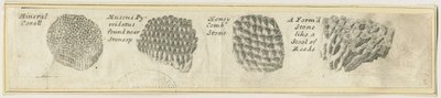 Dovedale - Coral Mineral: gravação em chapa de cobre, nd [?19 cent] (estampado) de School English