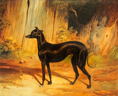 Galgo italiano (óleo sobre tela) de School English